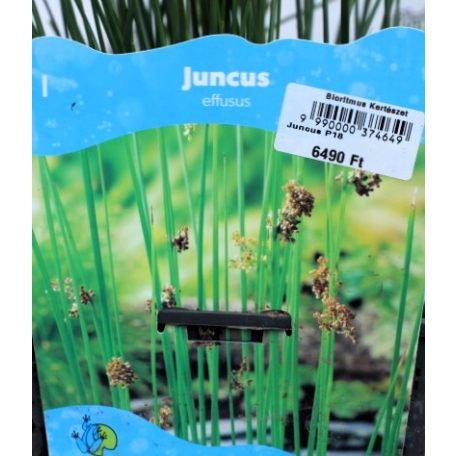 Békaszittyó Juncus effusus P18