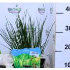 Békaszittyó Juncus effusus P18