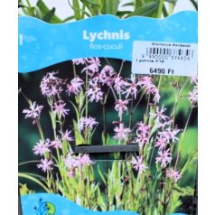 Réti kakukkszegfű Lychnis flos-cuculi P18