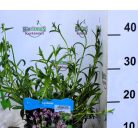 Réti kakukkszegfű Lychnis flos-cuculi P18