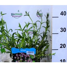 Réti kakukkszegfű Lychnis flos-cuculi P18