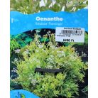 Tarka mocsári bürkök Oenanthe fistulosa Flamingo P18