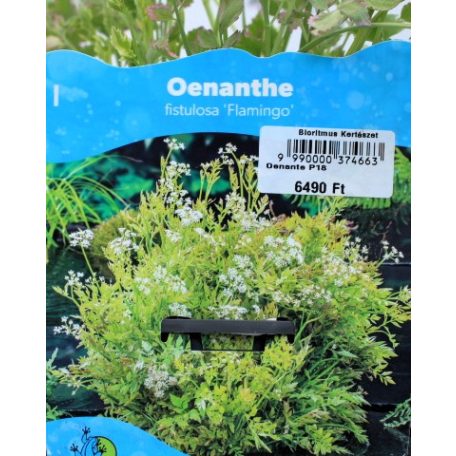 Tarka mocsári bürkök Oenanthe fistulosa Flamingo P18
