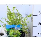 Tarka mocsári bürkök Oenanthe fistulosa Flamingo P18