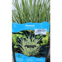 Pántlikafű Phalaris arundinacea Picta P18