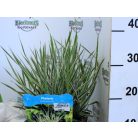 Pántlikafű Phalaris arundinacea Picta P18