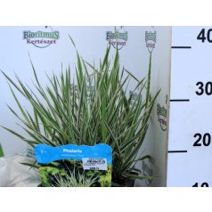 Pántlikafű Phalaris arundinacea Picta P18