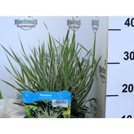 Pántlikafű Phalaris arundinacea Picta P18
