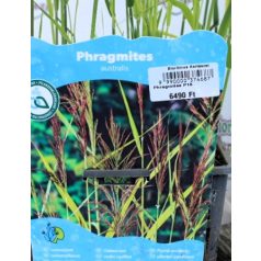 Nád Phragmites australis P18