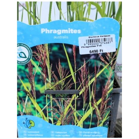 Nád Phragmites australis P18