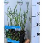 Nád Phragmites australis P18