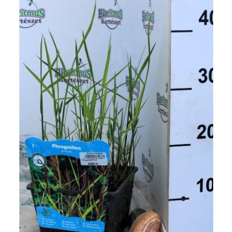 Nád Phragmites australis P18