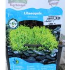Brazil fű / Úszó tőzegmoha Lilaeopsis brasiliensis P18
