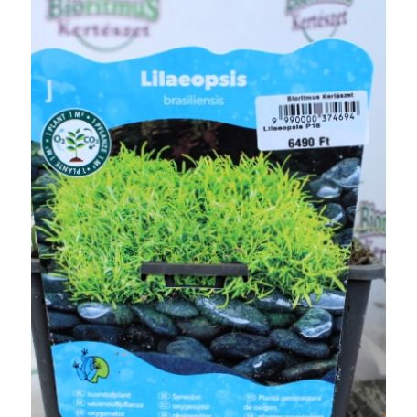Brazil fű / Úszó tőzegmoha Lilaeopsis brasiliensis P18