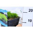 Brazil fű / Úszó tőzegmoha Lilaeopsis brasiliensis P18