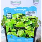 Tarka gyep-lápfű Hydrocotyle sib. Variegata P18