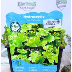 Tarka gyep-lápfű Hydrocotyle sib. Variegata P18