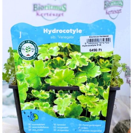 Tarka gyep-lápfű Hydrocotyle sib. Variegata P18