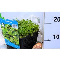 Tarka gyep-lápfű Hydrocotyle sib. Variegata P18