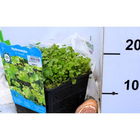 Tarka gyep-lápfű Hydrocotyle sib. Variegata P18