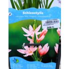 Rózsaszín kafferliliom Schizostylis coccinea Mrs Hegarty (Hesperantha) P18