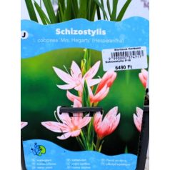   Rózsaszín kafferliliom Schizostylis coccinea Mrs Hegarty (Hesperantha) P18