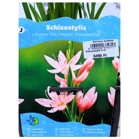 Rózsaszín kafferliliom Schizostylis coccinea Mrs Hegarty (Hesperantha) P18