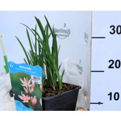   Rózsaszín kafferliliom Schizostylis coccinea Mrs Hegarty (Hesperantha) P18