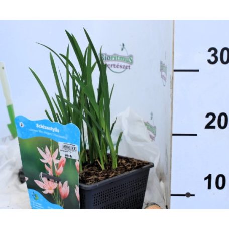 Rózsaszín kafferliliom Schizostylis coccinea Mrs Hegarty (Hesperantha) P18