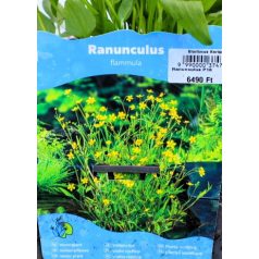 Nádi boglárka Ranunculus flammula P18