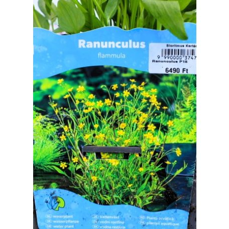 Nádi boglárka Ranunculus flammula P18
