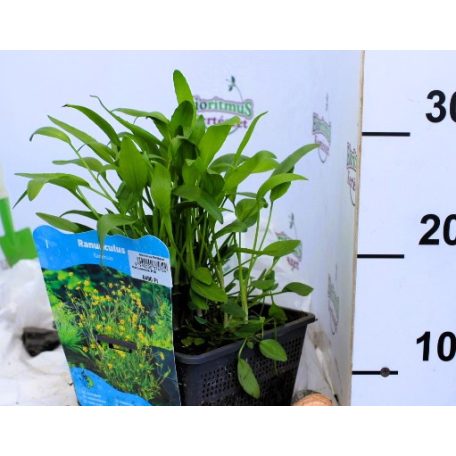 Nádi boglárka Ranunculus flammula P18