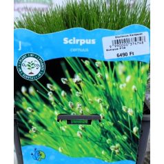 Iszapkáka Scirpus cernuus P18