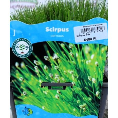 Iszapkáka Scirpus cernuus P18