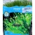 Iszapkáka Scirpus cernuus P18
