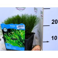 Iszapkáka Scirpus cernuus P18