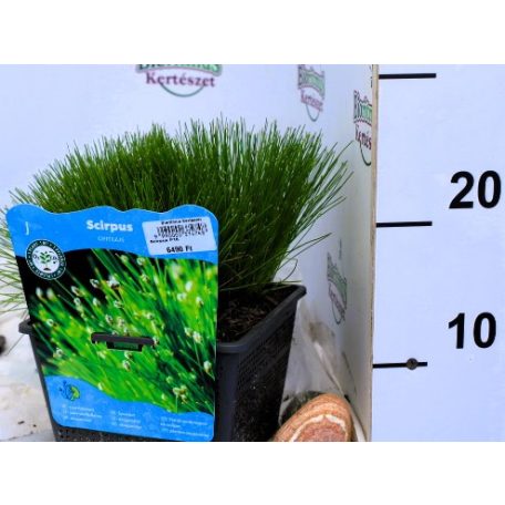 Iszapkáka Scirpus cernuus P18