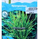 Ágas békabuzogány Sparganium erectum P18