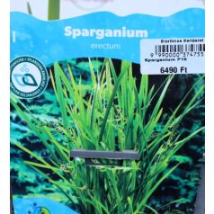 Ágas békabuzogány Sparganium erectum P18