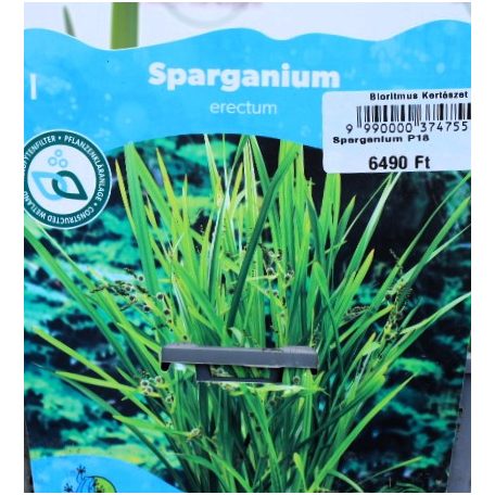 Ágas békabuzogány Sparganium erectum P18
