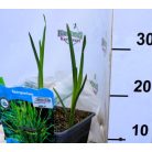 Ágas békabuzogány Sparganium erectum P18