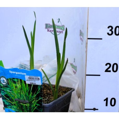 Ágas békabuzogány Sparganium erectum P18