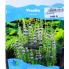 Vízi menta Preslia cervina P18