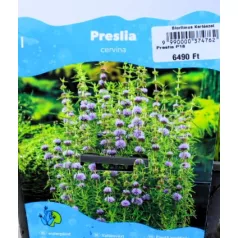 Vízi menta Preslia cervina P18
