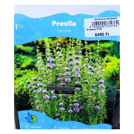 Vízi menta Preslia cervina P18