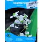 Füves nyíllevél Sagittaria graminea P18