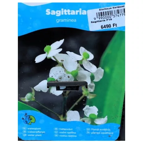 Füves nyíllevél Sagittaria graminea P18