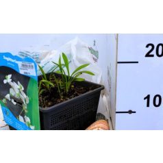 Füves nyíllevél Sagittaria graminea P18