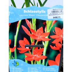   Piros kafferliliom Schizostylis coccinea Major (Hesperantha) P18