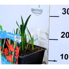   Piros kafferliliom Schizostylis coccinea Major (Hesperantha) P18